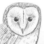 How-to-Draw-a-Barn-Owl-small