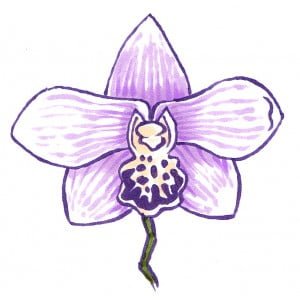 Orchid-Step-by-Step_0003