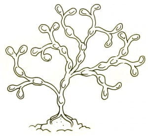Seaweedsmall