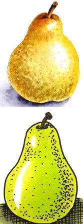 How to draw and paint a Pear
