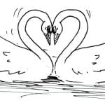 SwansOfLove